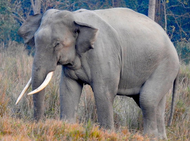 азиатский слон