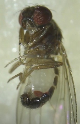 оса-паразит оса-паразит