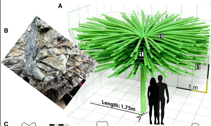 дерево дерево