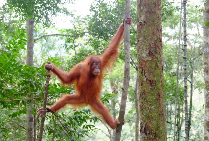 орангутанг орангутанг