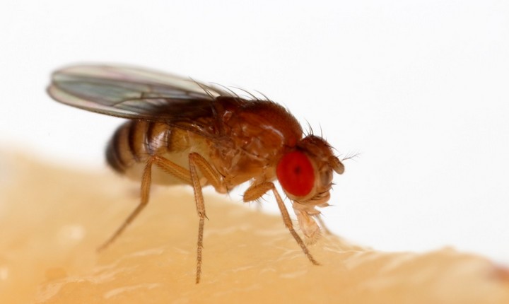 фруктовая мушка фруктовая мушка