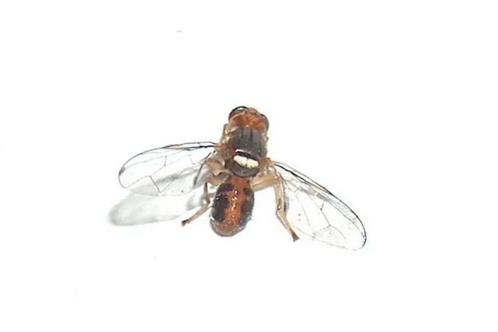 фруктовые мушки