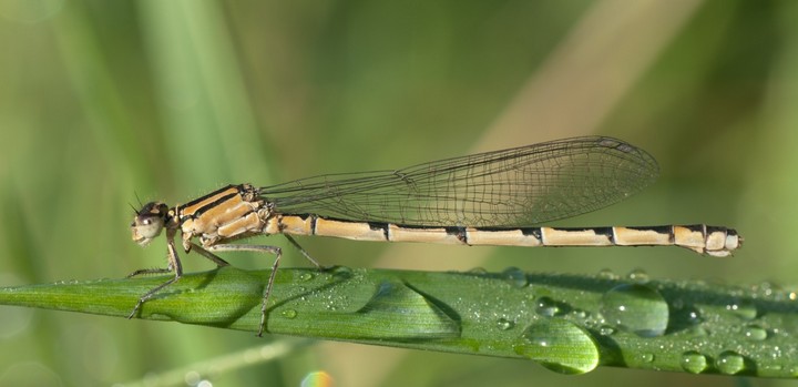 стрекоза