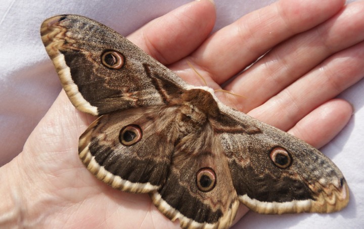 мотылек в ладони