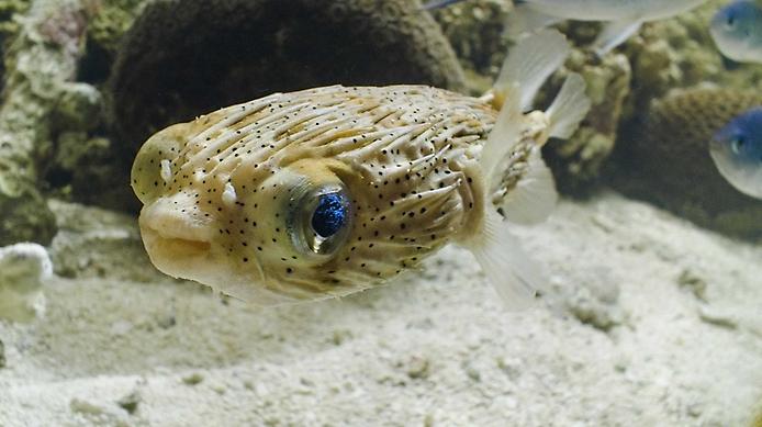 Рыба-дикобраз