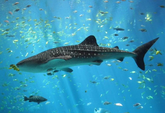 китовая акула китовая акула