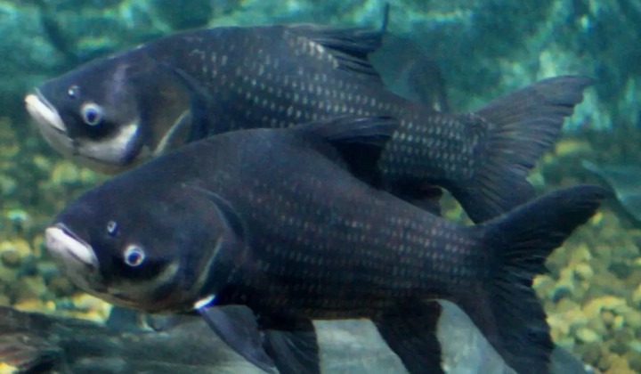 гигантский карп гигантский карп