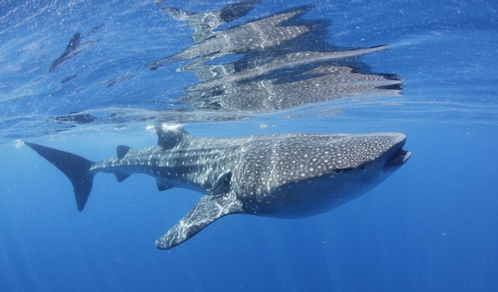 рыба-гигант рыба-гигант