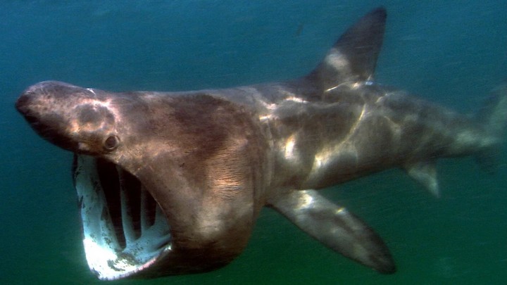 гигантская акула гигантская акула