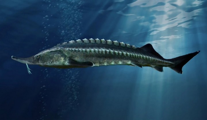 белуга белуга