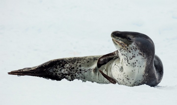 морской леопард