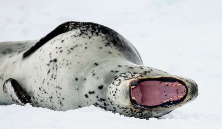 лежит на снегу