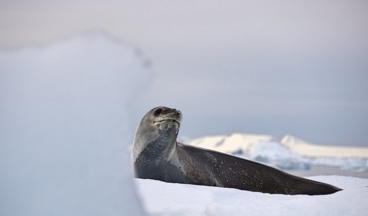 экосистема