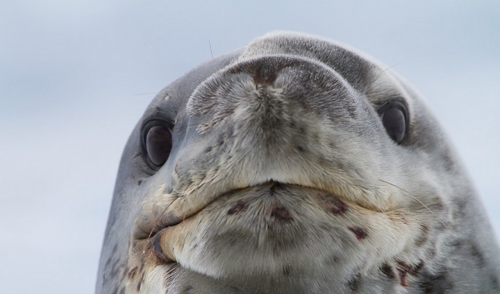 морской леопард