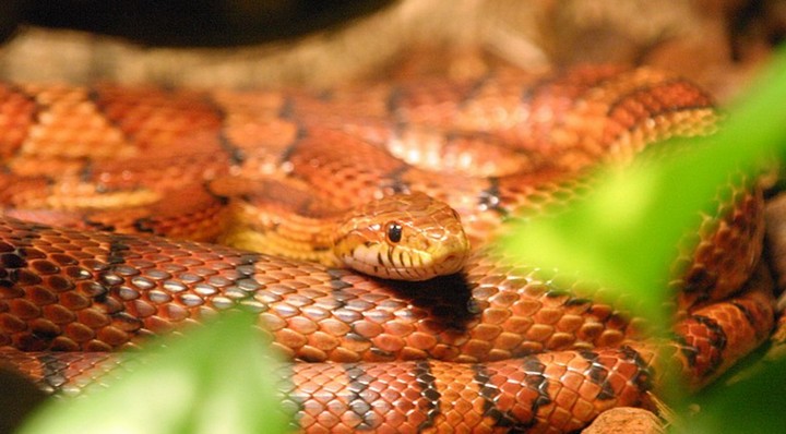 молочная змея