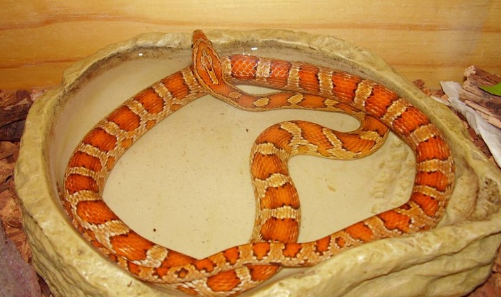 змея питомец