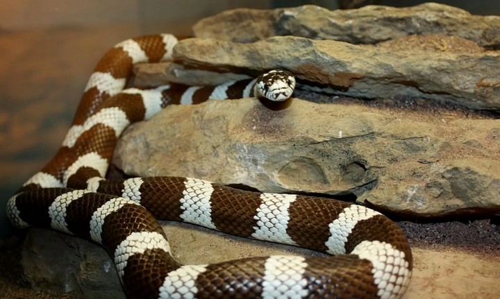 калифорнийская змея