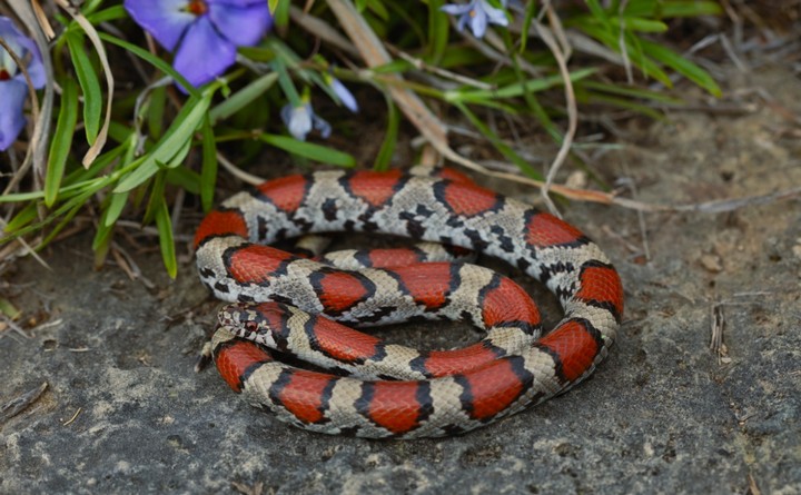 поперечнополосатая