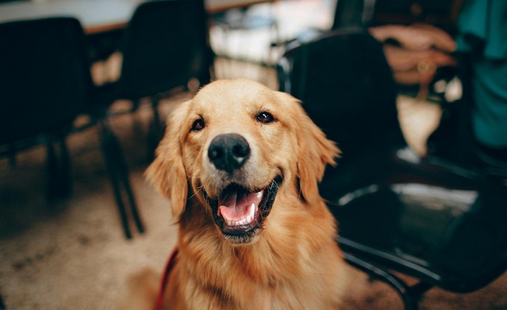 собака собака