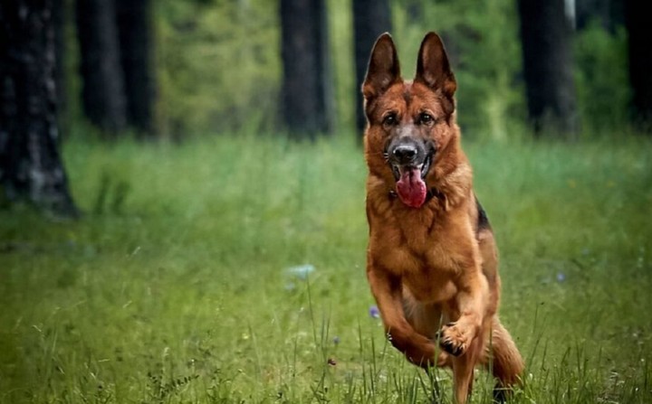 собака собака