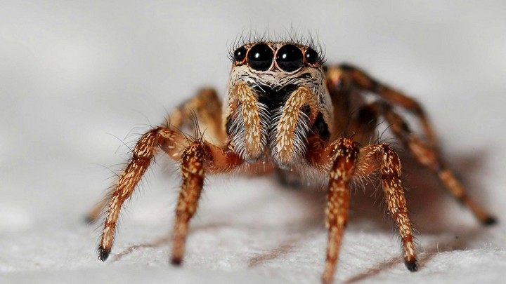 пауки пауки