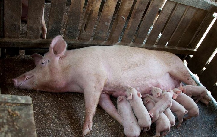 свиньи и грязь