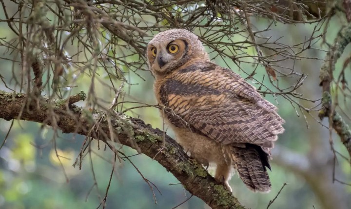 сова на ветке