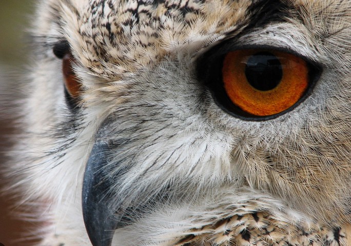 глаза совы глаза совы