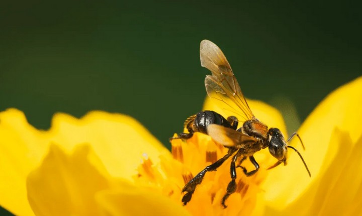 пчела и цветок пчела и цветок