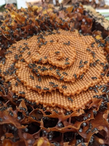 мед и улей мед и улей