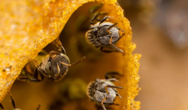 безжалые пчелы безжалые пчелы
