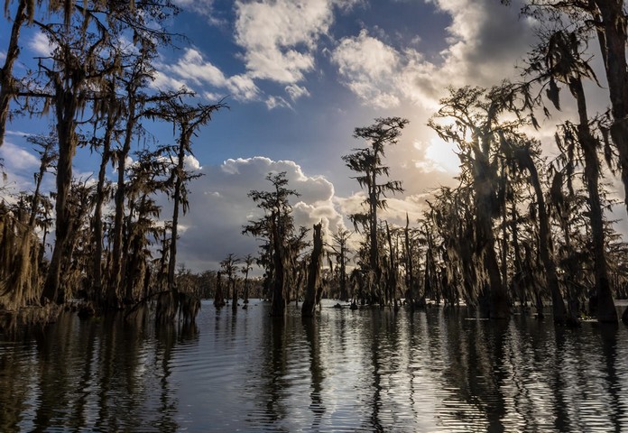 деревья в воде