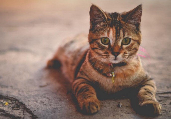 котяра котяра