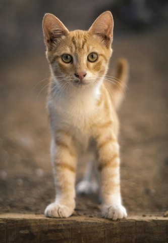 котик котик