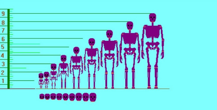график роста график роста