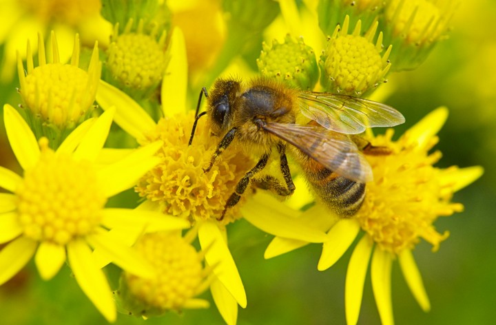 пчела и цветы пчела и цветы