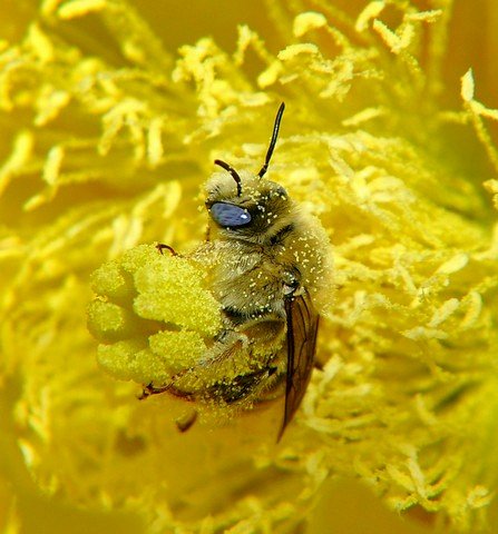 пыльца на цветке пыльца на цветке