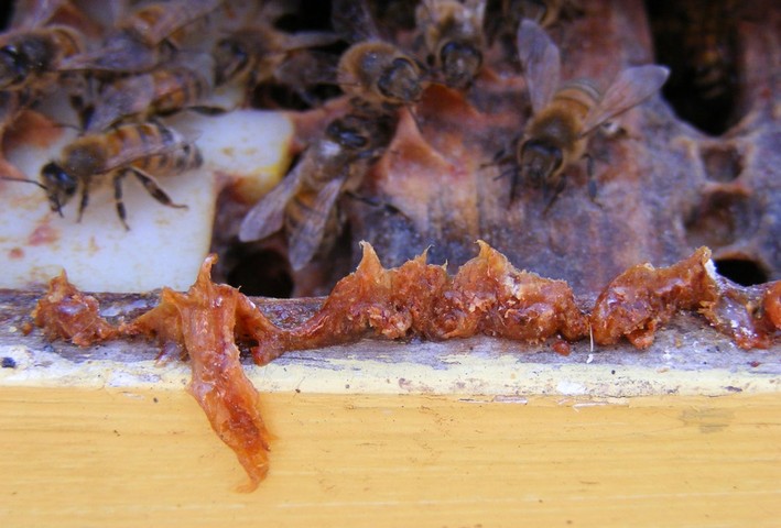 пчелы и прополис пчелы и прополис