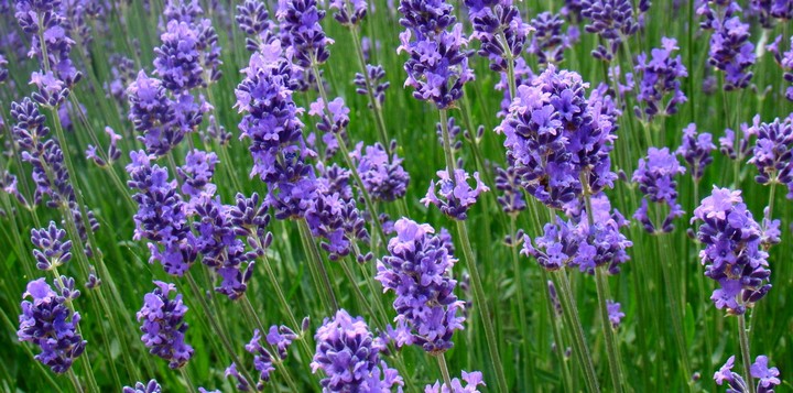 кусты лаванды