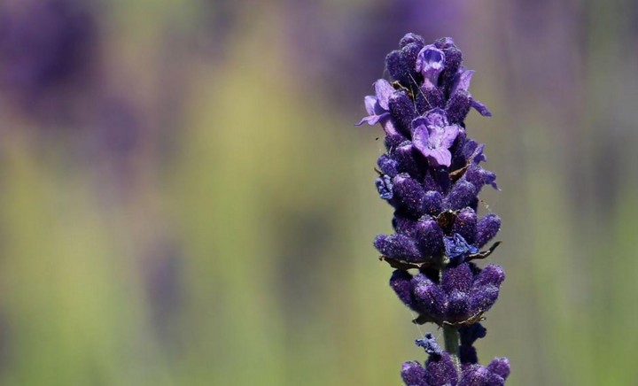 побег лаванды