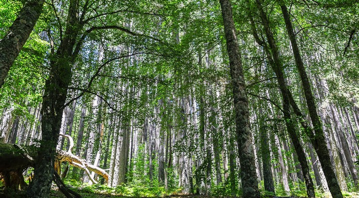 стволы деревьев