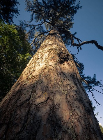 дерево дерево