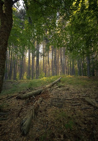 гиганты калабрии гиганты калабрии