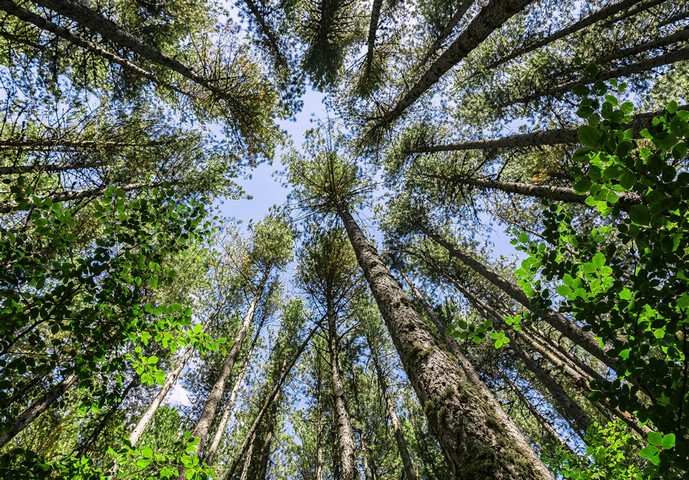 гиганты калабрии гиганты калабрии