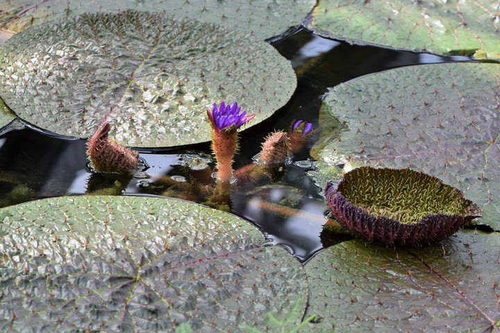 как орех растет как орех растет