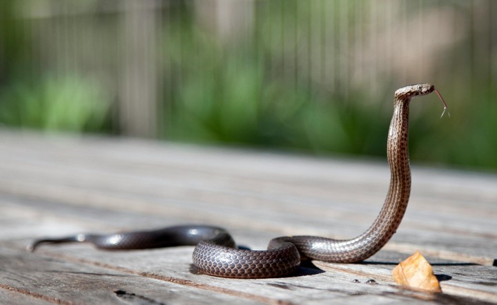 змея