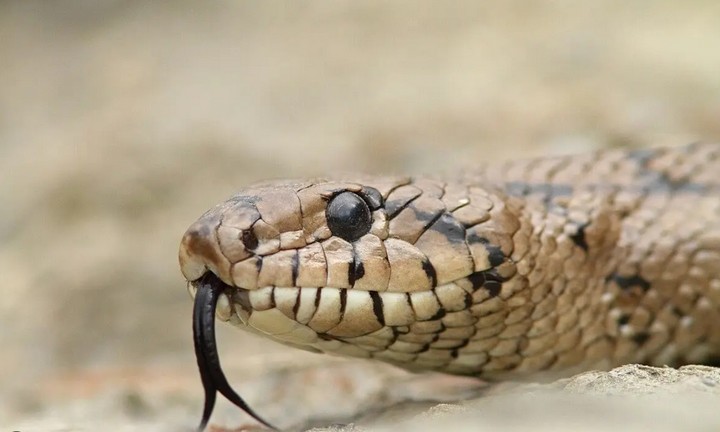 змея слышит