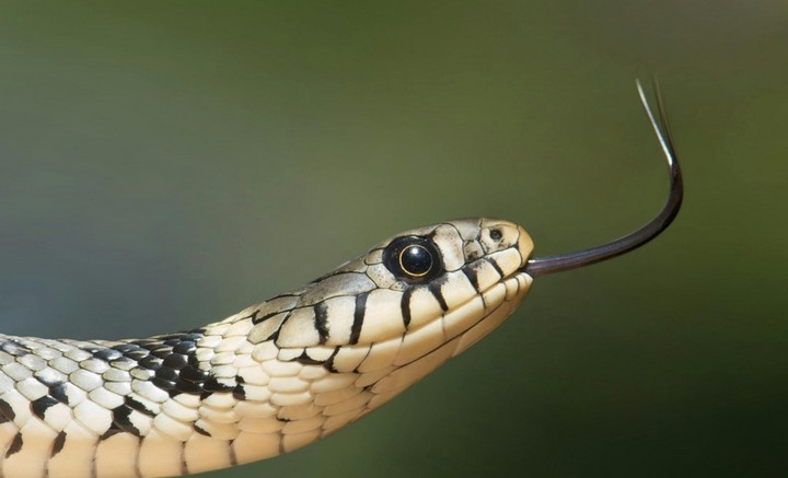 змея слушает