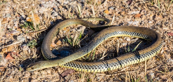 слышат ли змеи?