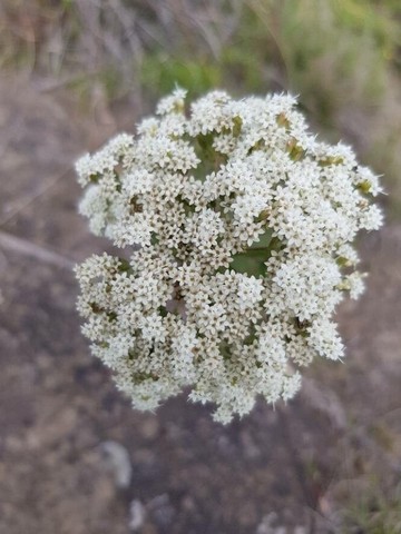 цветок стевии